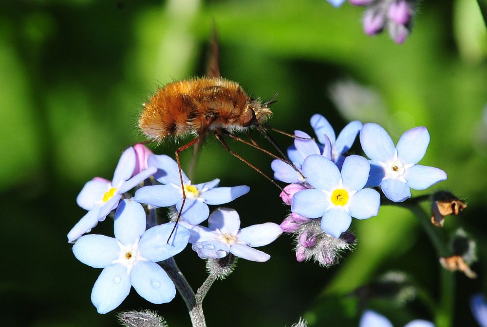 Bombyliidae